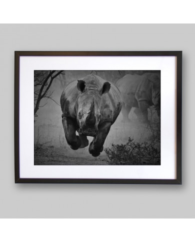 Rinoceronte en estampida, Parque Nacional Kruger, SudÀfrica