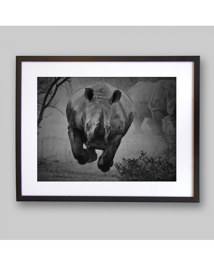 Rinoceronte en estampida, Parque Nacional Kruger, SudÀfrica