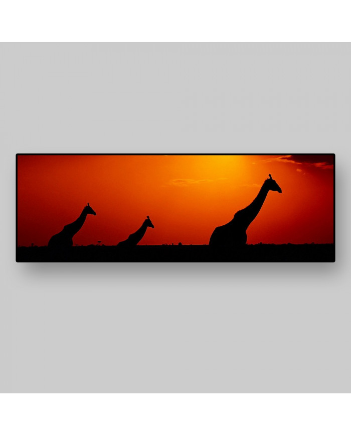 Vista panorámica de jirafas en el parque natural de Kruguer , Sudáfrica