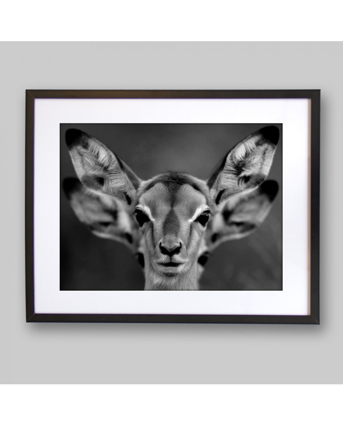 Cervatillos en la sabana africana,Parque Nacional Moremi,