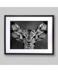 Cervatillos en la sabana africana,Parque Nacional Moremi,