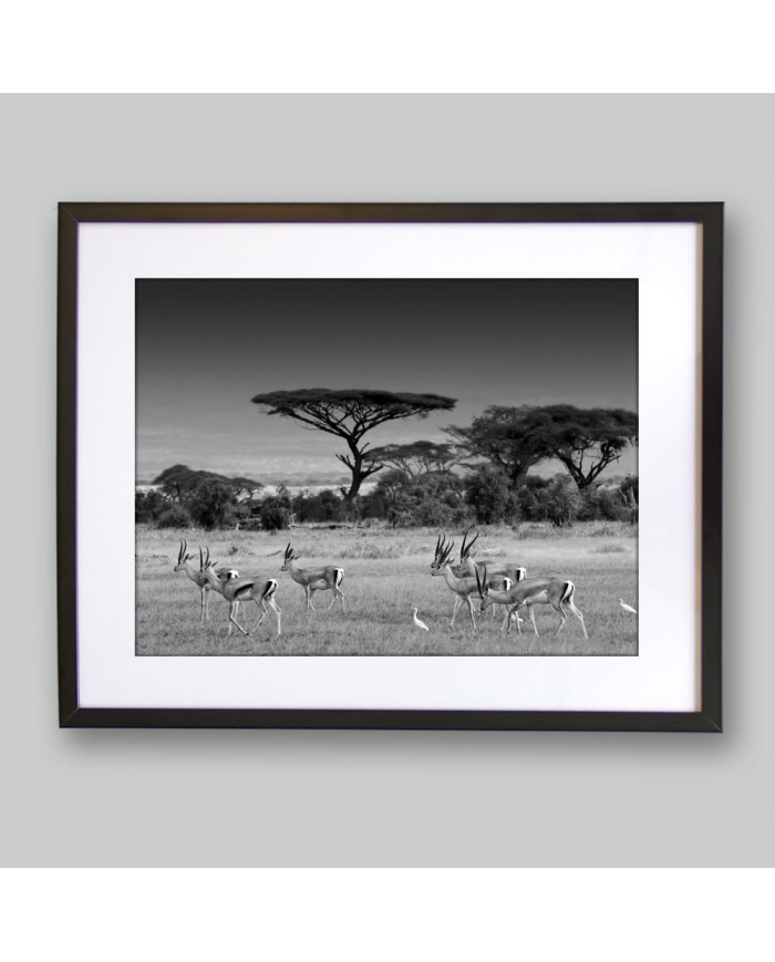 Antílopes en la sabana africana, Parque Nacional Moremi, Botswana