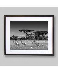 Antílopes en la sabana africana, Parque Nacional Moremi, Botswana