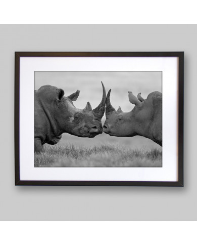 Rinocerontes  antes de la pelea, Parque Nacional Etosha, Namibia Rinocerontes  antes de la pelea, Parque Nacional Etosha, Namibia