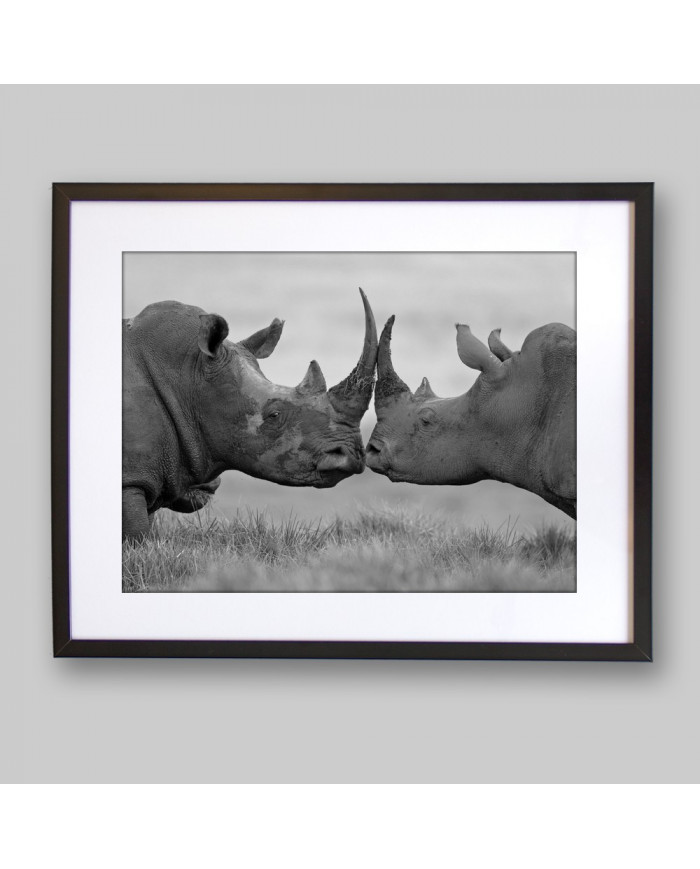 Rinocerontes  antes de la pelea, Parque Nacional Etosha, Namibia