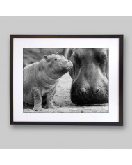 Hipopótamo con su cría en el Kruger National Park,Sudáfric