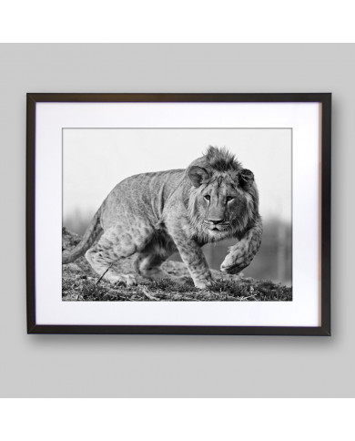 León cachorro, Parque Nacional Kruger, SudÁfrica León cachorro, Parque Nacional Kruger, SudÁfrica