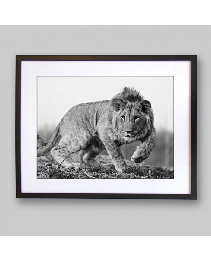 León cachorro, Parque Nacional Kruger, SudÁfrica