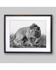 León cachorro, Parque Nacional Kruger, SudÁfrica