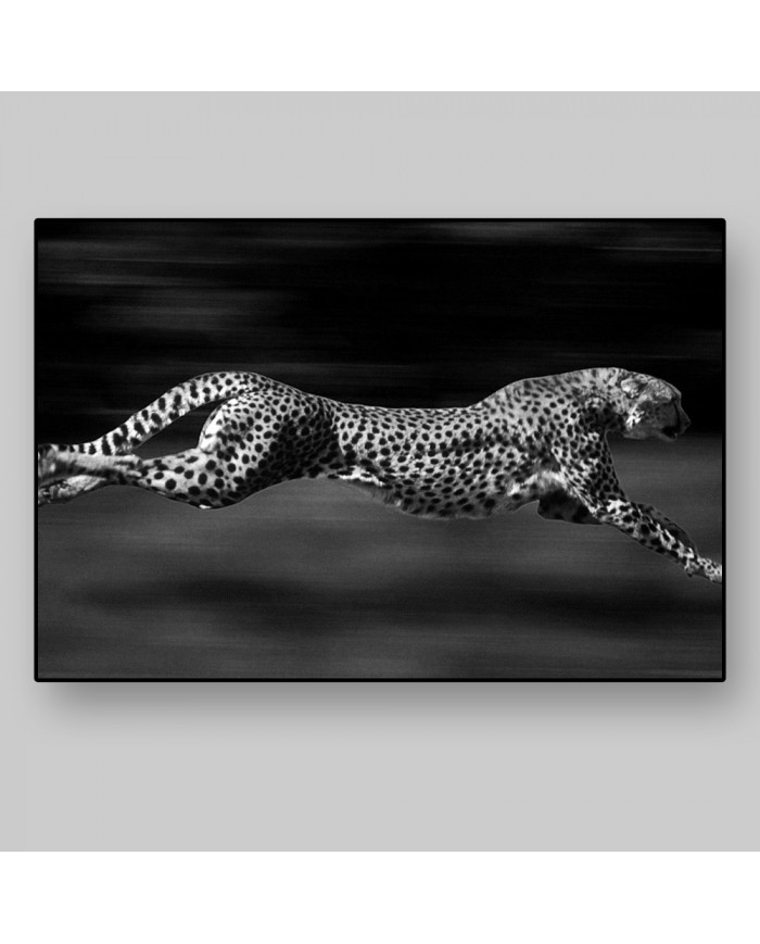 Leopardo, Parque Nacional Serengueti, Tanzania