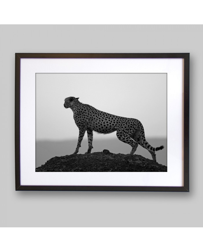 Guepardo,  Parque Nacional Kruger, SudÁfrica