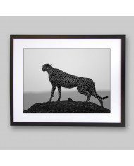 Guepardo,  Parque Nacional Kruger, SudÁfrica