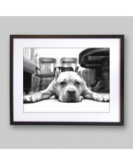 Pit bull terrier americano