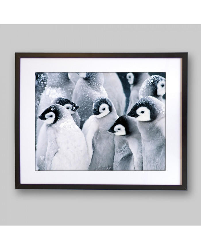 Pingüinos emperador bebés