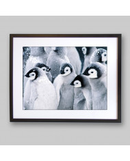 Pingüinos emperador bebés