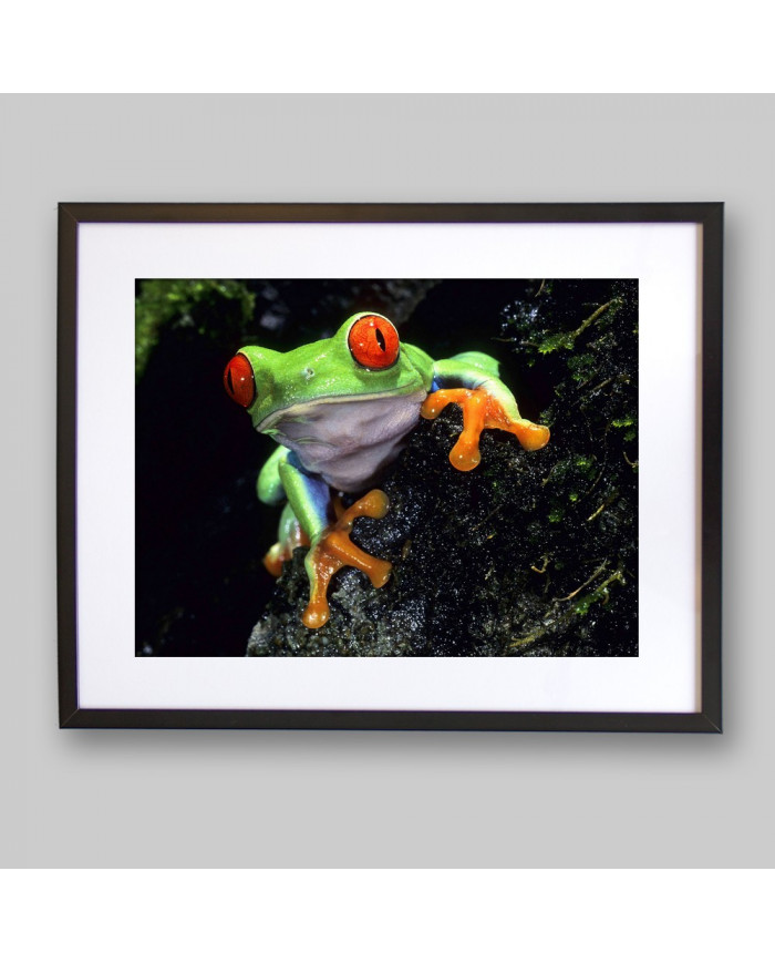 Rana verde de ojos rojos