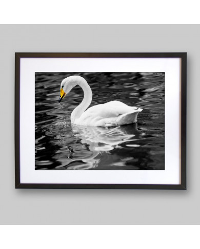 Cisne blanco Cisne blanco