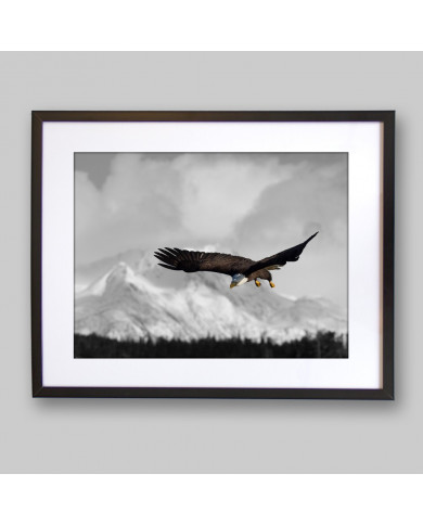 Aguila real Aguila real