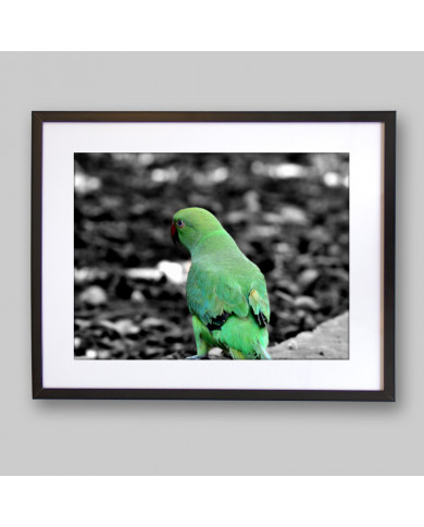 Loro verde Loro verde