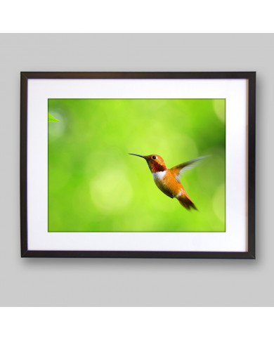 Colibrí Colibrí