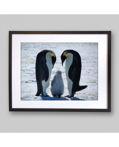 Familia de pingüinos emperador en forma de amor,Antártida Familia de pingüinos emperador en forma de amor,Antártida