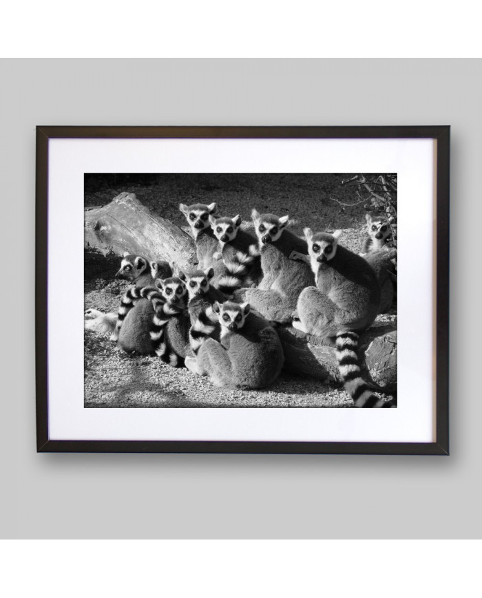 Lemures,Parque Nacional de Ankarana,Magadascar