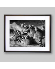 Lemures,Parque Nacional de Ankarana,Magadascar