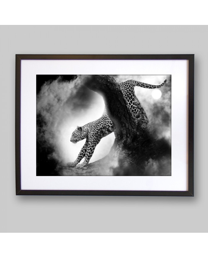 Leopardo cazando,Parque Nacional Kruger,SudÁfrica