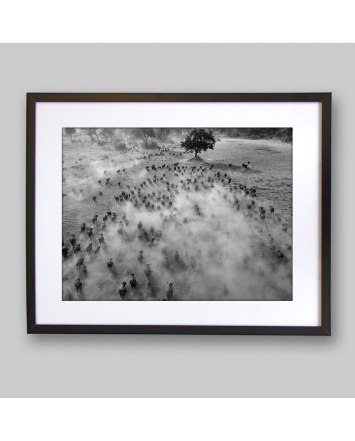 Migracion de animales,Parque Nacional Serengueti,Tanzania