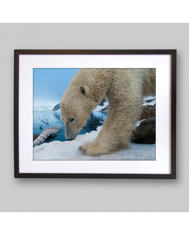 Oso polar,Antártida Oso polar,Antártida