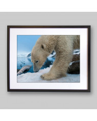 Oso polar,Antártida