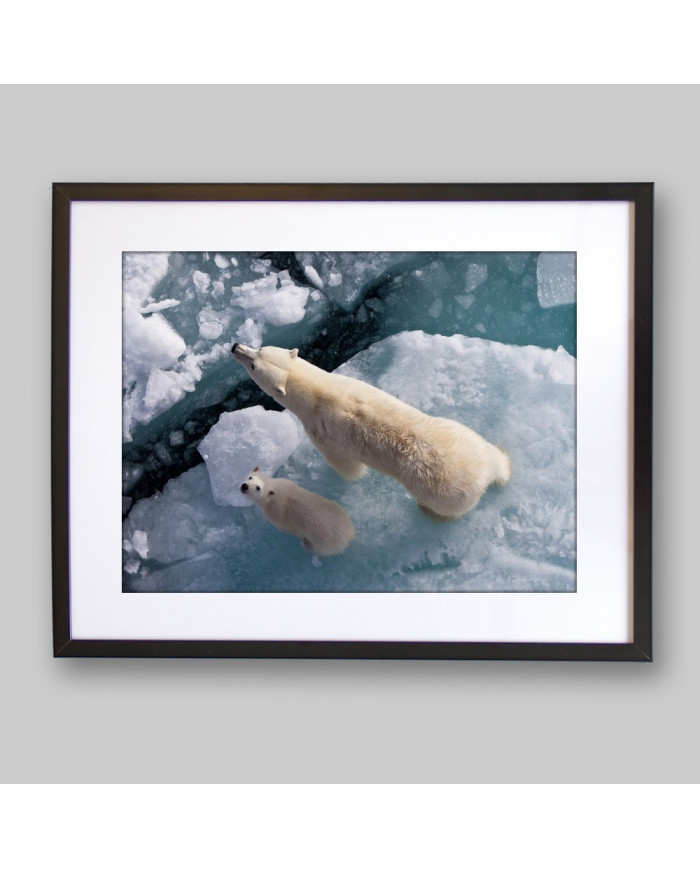 Osos polares,Canadá