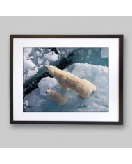 Osos polares,Canadá