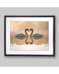 Pareja de cisnes amorosos