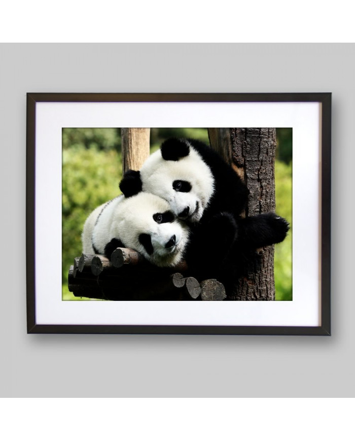 Pareja de osos panda