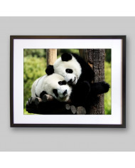 Pareja de osos panda