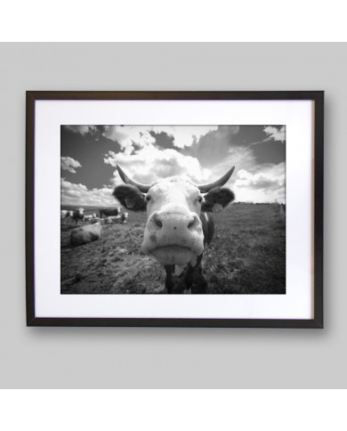 Vaca divertida Vaca divertida