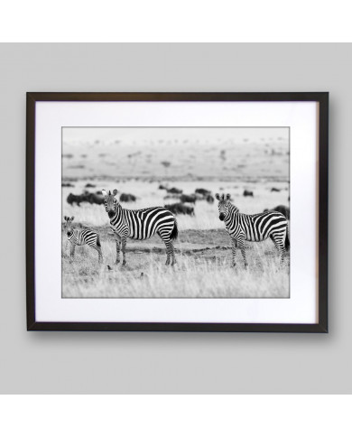 Cebras africanas, Parque Nacional Kruger, SudÁfrica Cebras africanas, Parque Nacional Kruger, SudÁfrica