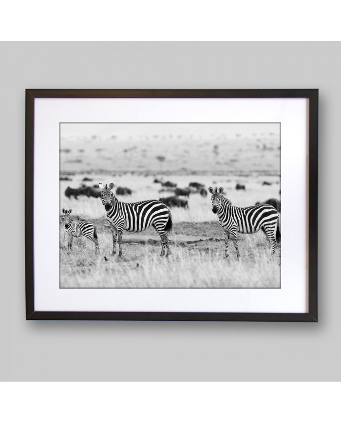 Cebras africanas, Parque Nacional Kruger, SudÁfrica