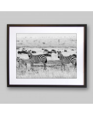 Cebras africanas, Parque Nacional Kruger, SudÁfrica