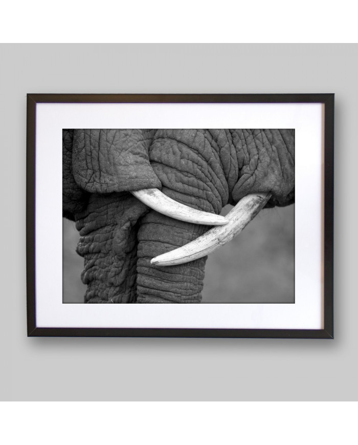 El beso de los elefantes, Parque Nacional Moremi, Botswana