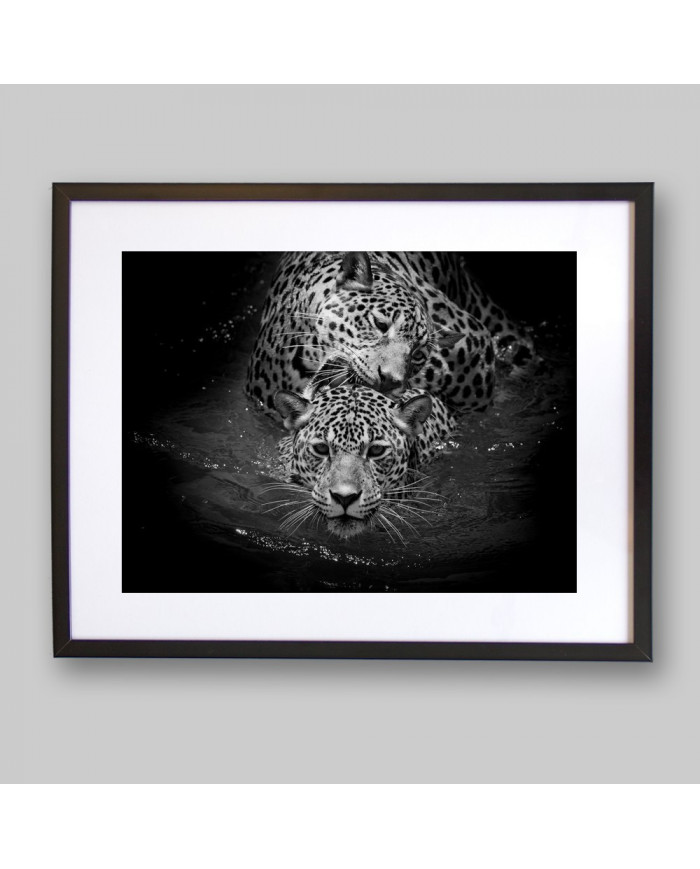 Leopardos nadando, Parque Nacional Serengueti, Tanzania