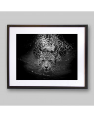 Leopardos nadando, Parque Nacional Serengueti, Tanzania