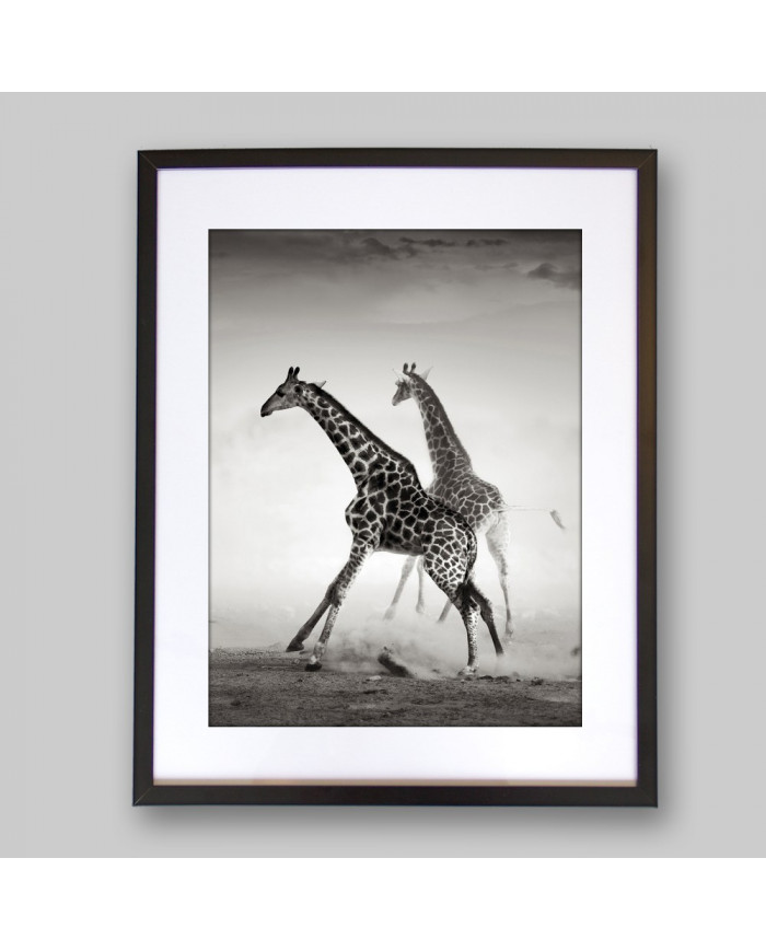 La carrera de las jirafas, Parque Nacional Naironi, Kenia