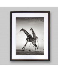 La carrera de las jirafas, Parque Nacional Naironi, Kenia