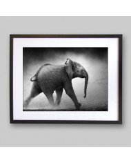 Bebé elefante , Parque Nacional Moremi, Botswana