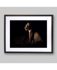 Leopardo sentado esperando a su presa