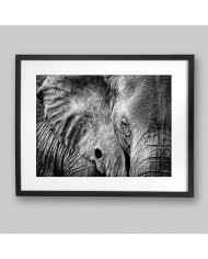 Retrato de un elefante