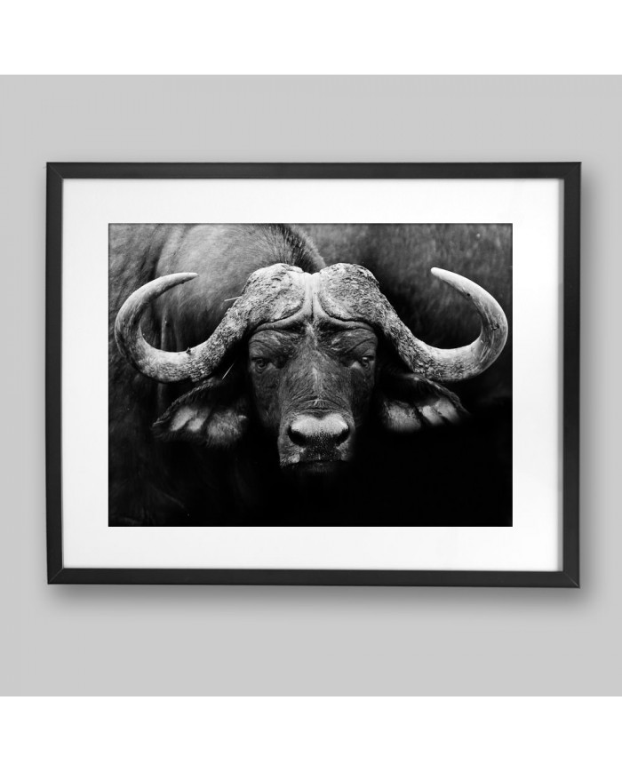 Búfalo africano, Parque Nacional Kruger, SudÁfrica