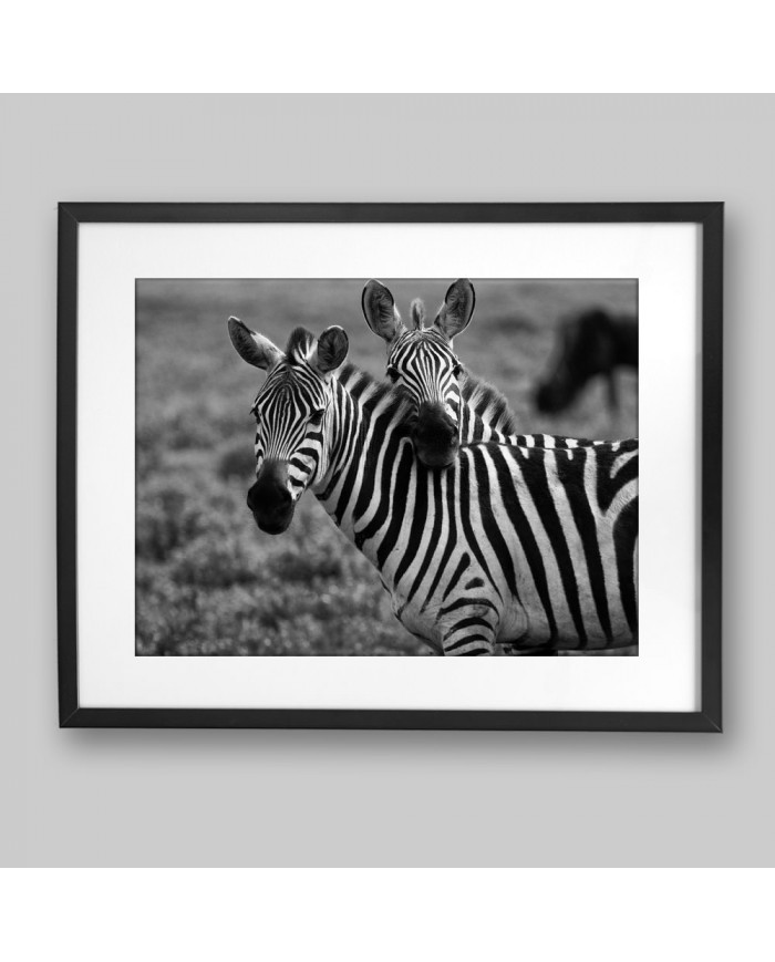 La caricia de la cebra, Serengeti, Tanzania, Africa